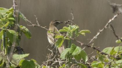 Kındıra kamışçını