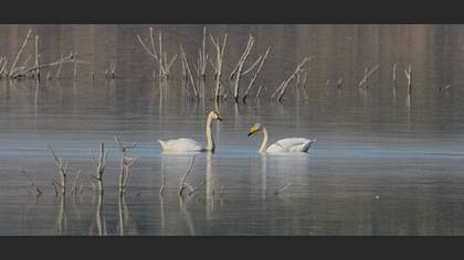 Whooper Swan
