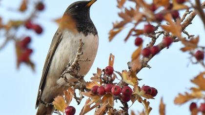 Karagerdanlı ardıç