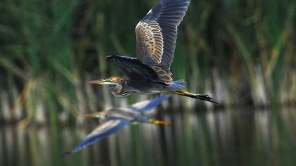 Erguvani balıkçıl