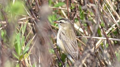 Kındıra kamışçını