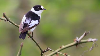 Collared Flycatcher