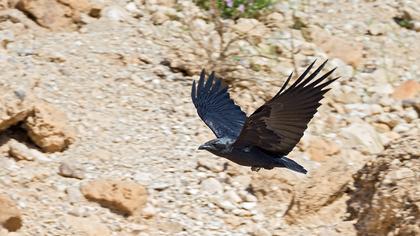 Kısakuyruklu kuzgun