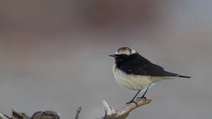 Kıbrıs kuyrukkakanı