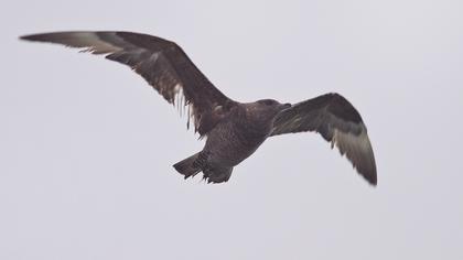 Kütkuyruklu korsanmartı