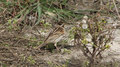 Bataklık Kirazkuşu