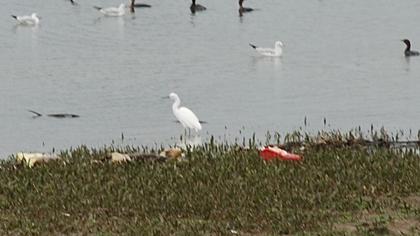 Küçük ak balıkçıl