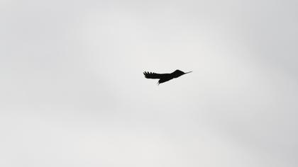 Kırmızıgagalı dağ kargası