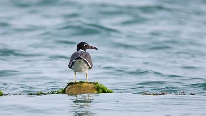 Kızıldeniz martısı