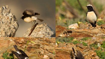 Kıbrıs kuyrukkakanı
