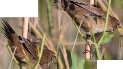 Bataklık kamışçını