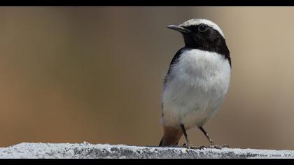 Karasırtlı kuyrukkakan