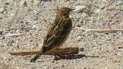 Kızılgerdanlı incirkuşu