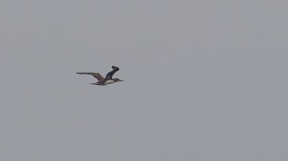 Northern Gannet