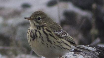 Meadow Pipit