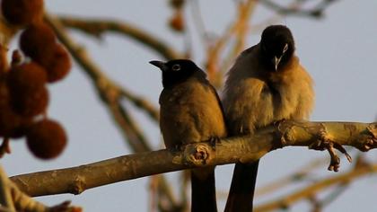 White-spectacled Bulbul