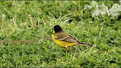 Sarı kuyruksallayan