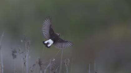 Kıbrıs kuyrukkakanı