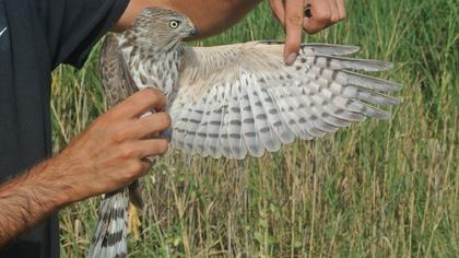 Shikra