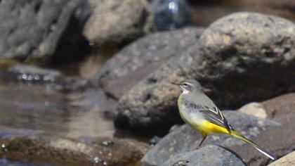 Dağ kuyruksallayanı