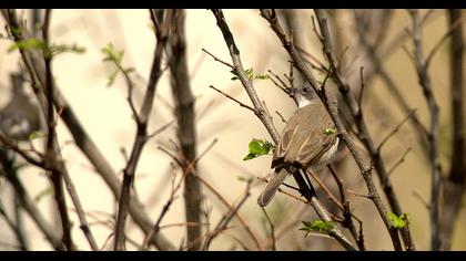 Küçük akgerdanlı ötleğen