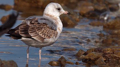 Küçük gümüş martı