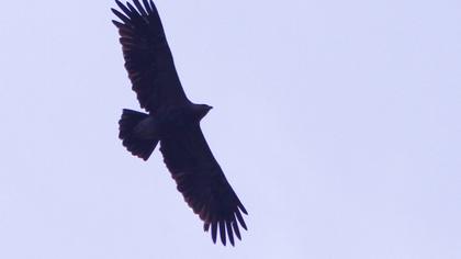 Küçük orman kartalı