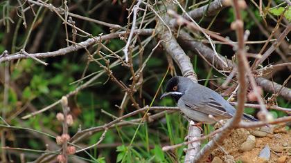 Karaboğazlı ötleğen