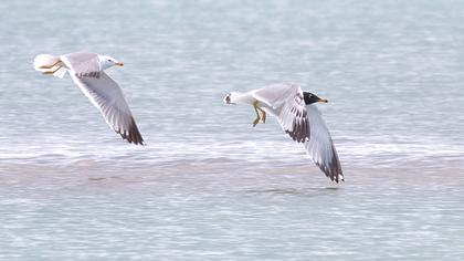 Büyük karabaş martı