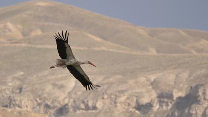 White Stork