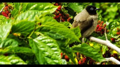 White-spectacled Bulbul