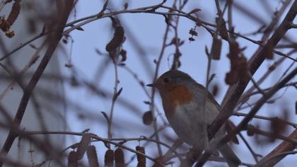 European Robin