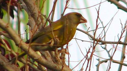 European Greenfinch