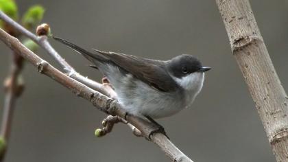 Küçük akgerdanlı ötleğen