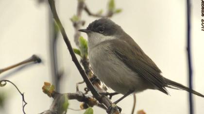 Küçük akgerdanlı ötleğen