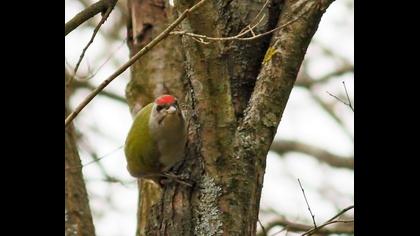 Küçük yeşil ağaçkakan