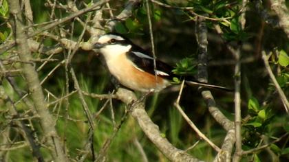 Maskeli örümcekkuşu