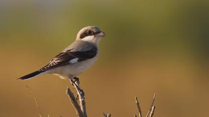 Karaalınlı örümcekkuşu