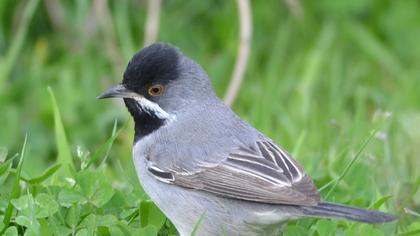 Karaboğazlı ötleğen