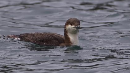 Karagerdanlı dalgıç