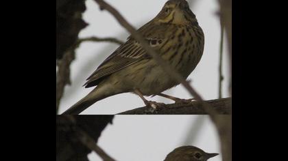 Tree Pipit