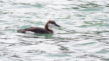 Karagerdanlı dalgıç