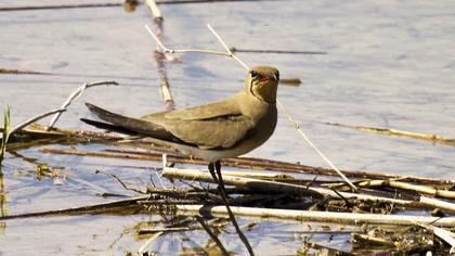 Collared Pratincole