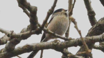 Uzunkuyruklu baştankara