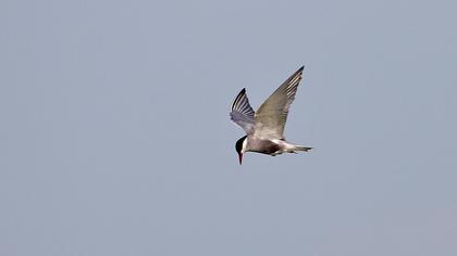 Whiskered Tern