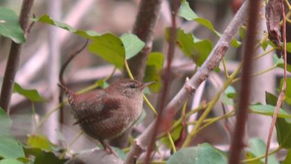 Eurasian Wren