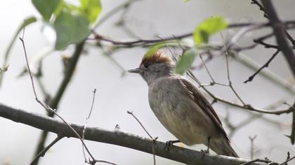 Karabaşlı ötleğen
