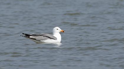 Van gölü martısı