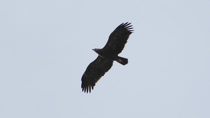 Büyük orman kartalı