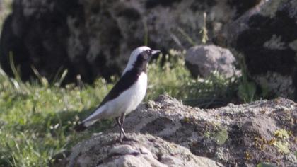 Aksırtlı kuyrukkakan